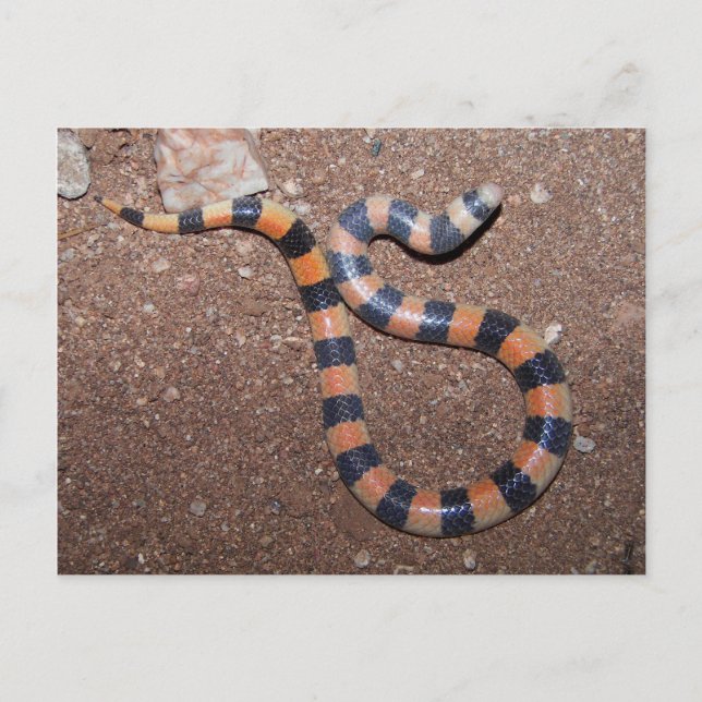 Cartão Postal Cobra de Areia Variável do Arizona (Frente)