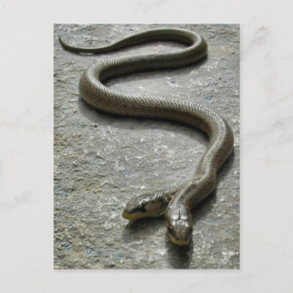 Cartão Postal Cobra de duas cabeças