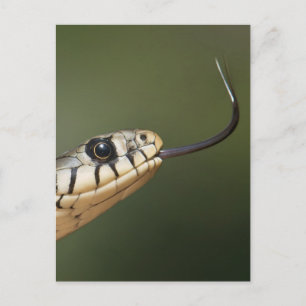 Cartão Postal Cobra-de-erva