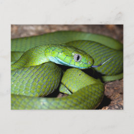 Cartão Postal Cobra de gato verde
