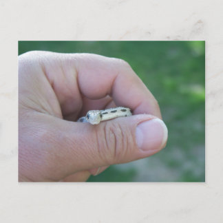 Cartão Postal cobra de gopher do deserto