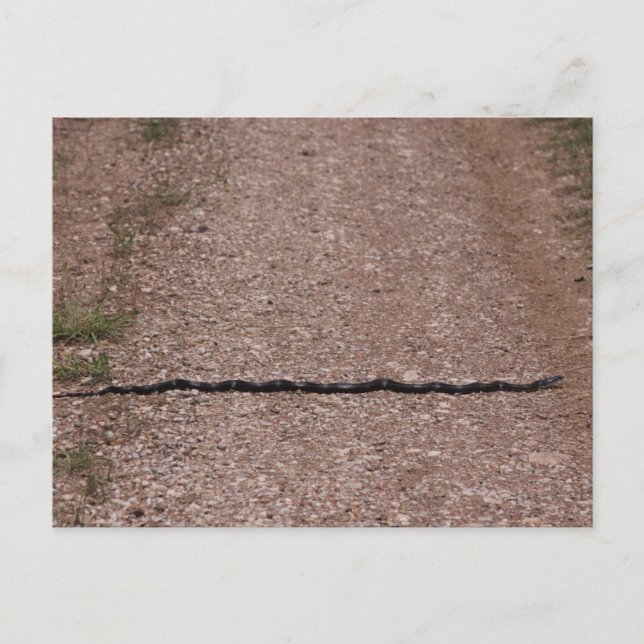 Cartão Postal Cobra de rato (Frente)