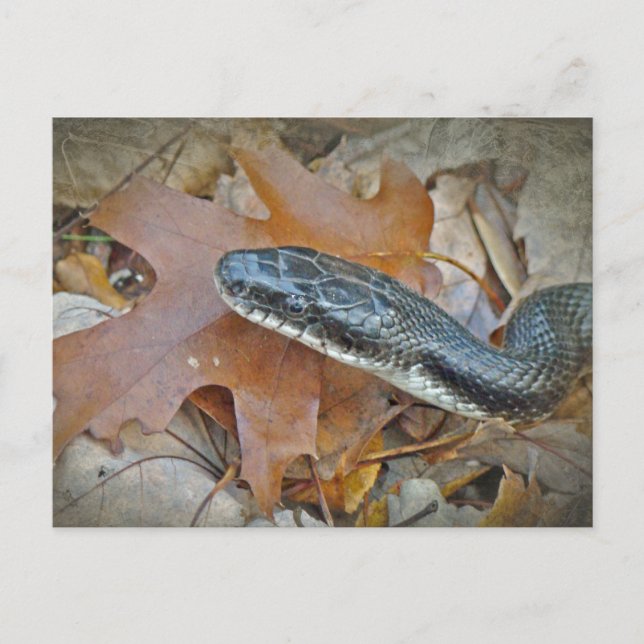 Cartão Postal Cobra de rato preto - obsoleta do Elaphe (Frente)