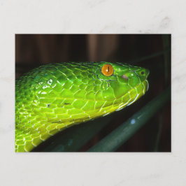 Cartão Postal Cobra de víbora verde Stejneger