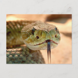 Cartão Postal Cobra do chocalho