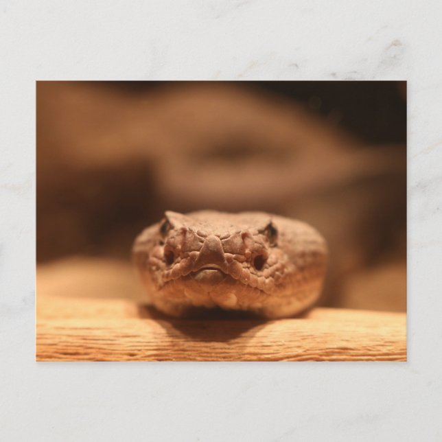 Cartão Postal Cobra do deserto (Frente)