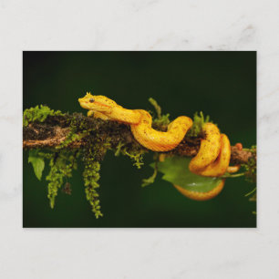 Cartão Postal Cobra do Viper venenoso da Costa Rica