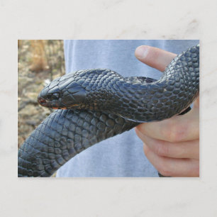 Cartão Postal Cobra índigo oriental (Drymarchon corais couperi)