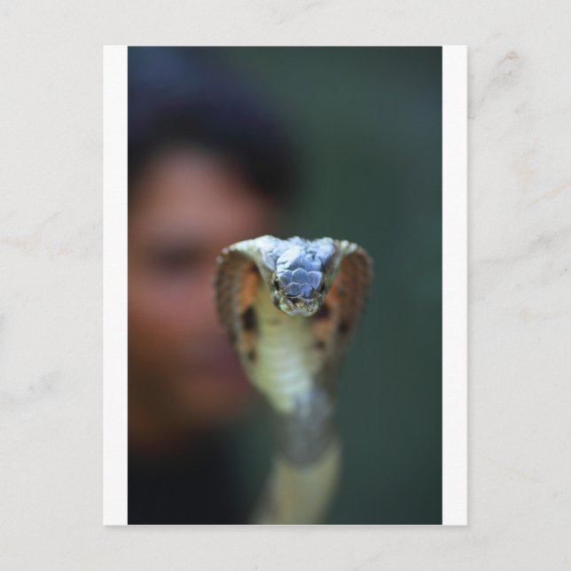 Cartão Postal Cobra negra (Frente)