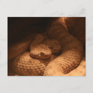 Cartão Postal Cobras