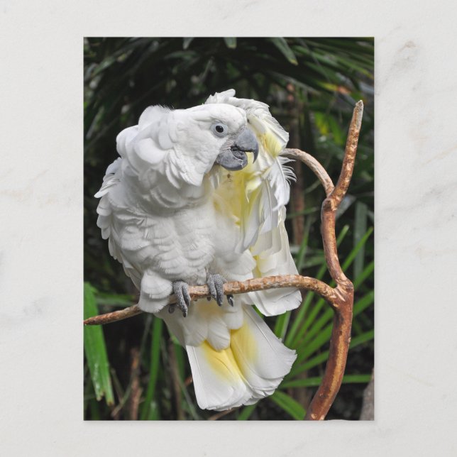 Cartão Postal Cocaína branca (Frente)