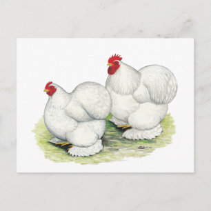 Cartão Postal Cochin:  Anões Brancos