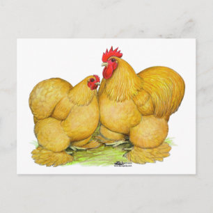 Cartão Postal Cochins Buff Pair