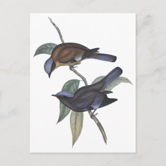 Cartão Postal Cochoa roxa