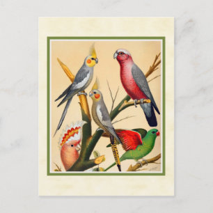 Cartão Postal Cockatiels e Cockatoo