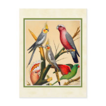Cockatiels e Cockatoo
