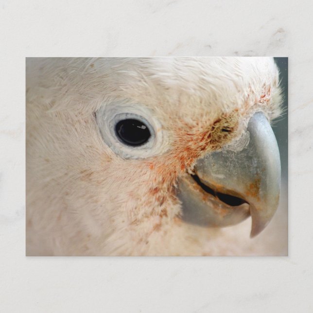 Cartão Postal Cockatoo (Frente)