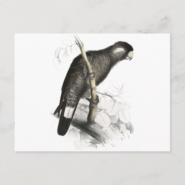 Cartão Postal Cockatoo de Baudin por Edward Lear (Frente)