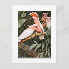 Cartão Postal Cockatoo do Inca; por W.Kuhnert
