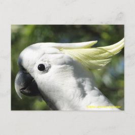Cartão Postal Cockatoo Penteado