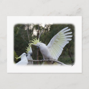 Cartão Postal Cockatoo Penteado de Enxofre 9Y319D-079