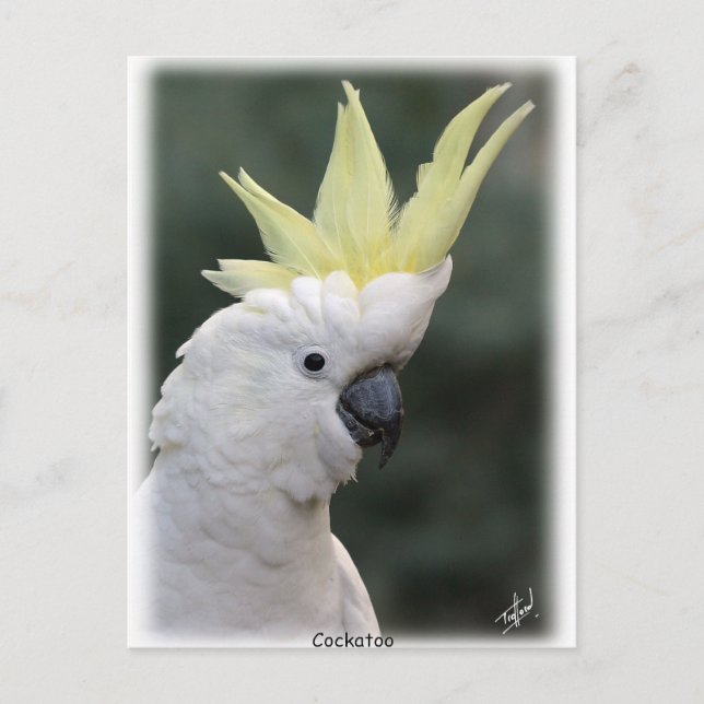 Cartão Postal Cockatoo Penteado de Enxofre 9Y331D-005 (Frente)