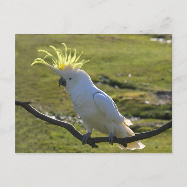 Cartão Postal Cockatoo Prendido de Enxofre Amarelo australiano (Frente)