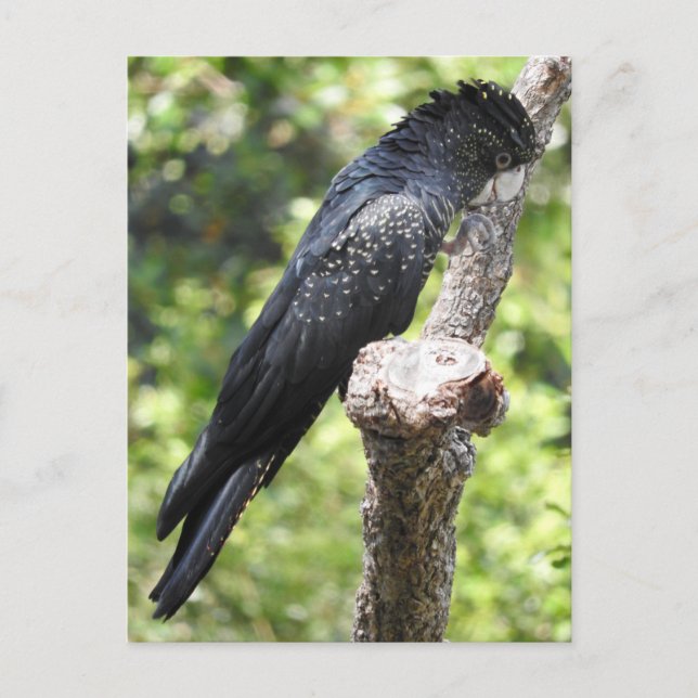 Cartão Postal Cockatoo Preto De Altura Vermelha (Frente)