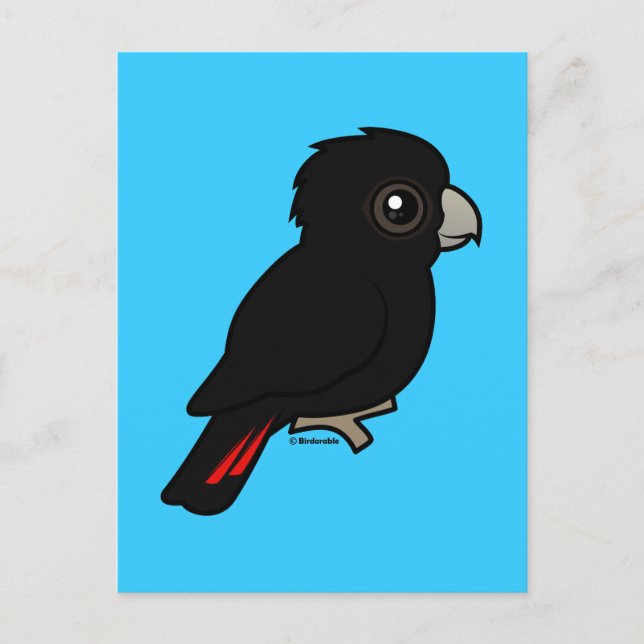 Cartão Postal Cockatoo preto de cauda vermelha (Frente)