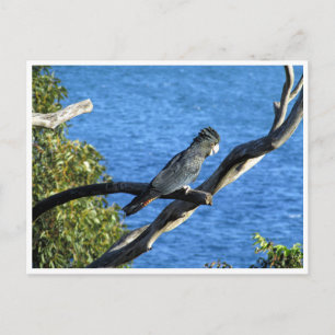 Cartão Postal cockatoo preto de cauda vermelha