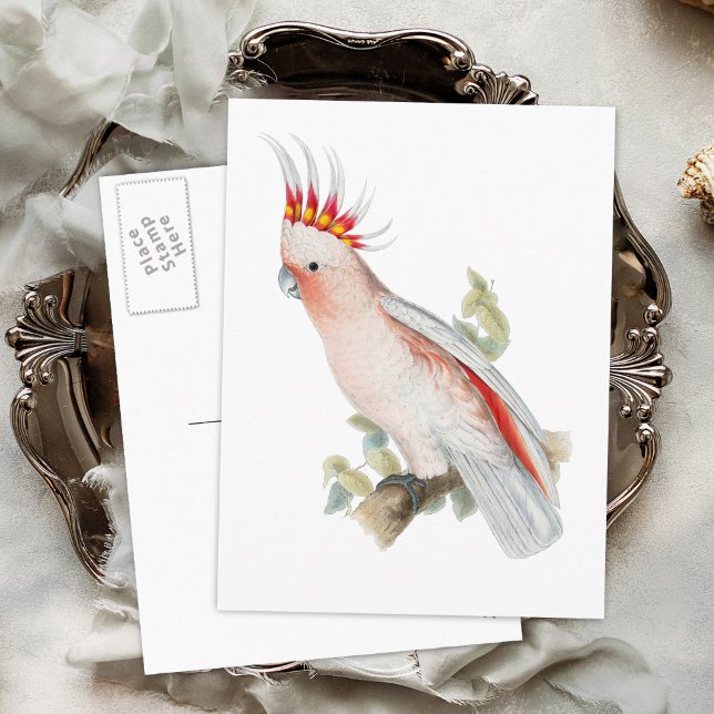 Cartão Postal Cockatoo Vintage - Pássaro (Criador carregado)