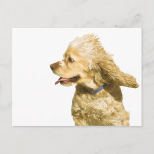Cartão Postal Cocker Spaniel