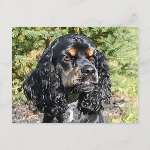 Cartão Postal Cocker Spaniel