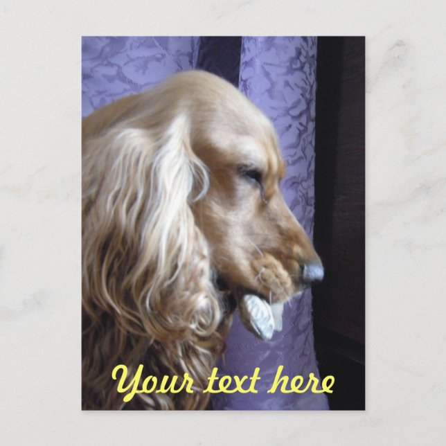 Cartão Postal Cocker Spaniel (Frente)
