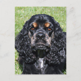 Cartão Postal Cocker Spaniel