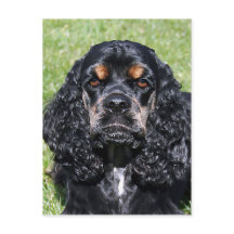 Cocker Spaniel