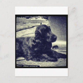 Cartão Postal Cocker Spaniel