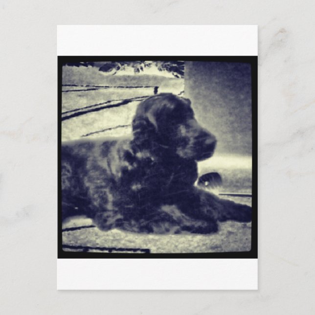 Cartão Postal Cocker Spaniel (Frente)