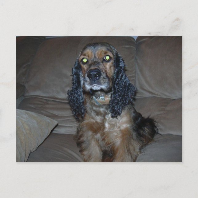 Cartão Postal Cocker Spaniel (Frente)