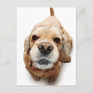 Cartão Postal Cocker Spaniel