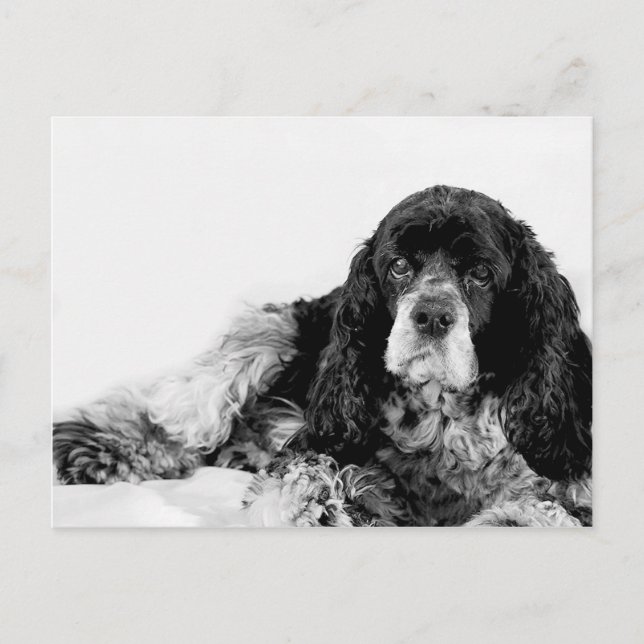Cartão Postal Cocker Spaniel Fofo (Frente)