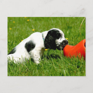 Cartão Postal Cocker Spaniel Inglês com Clog Vermelho