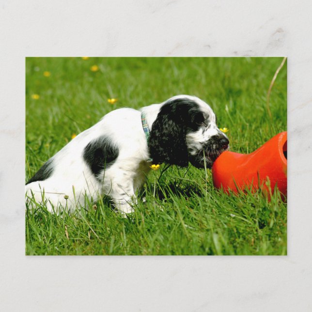 Cartão Postal Cocker Spaniel Inglês com Clog Vermelho (Frente)