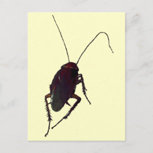 Cartão Postal Cockroach