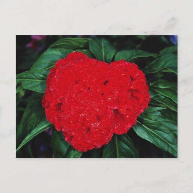 Cartão Postal Cockscomb, flores da East Indies (Frente)