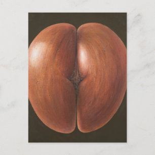 Cartão Postal Coco de Mer Maldivas 2012