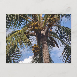 CARTÃO POSTAL COCO PALM