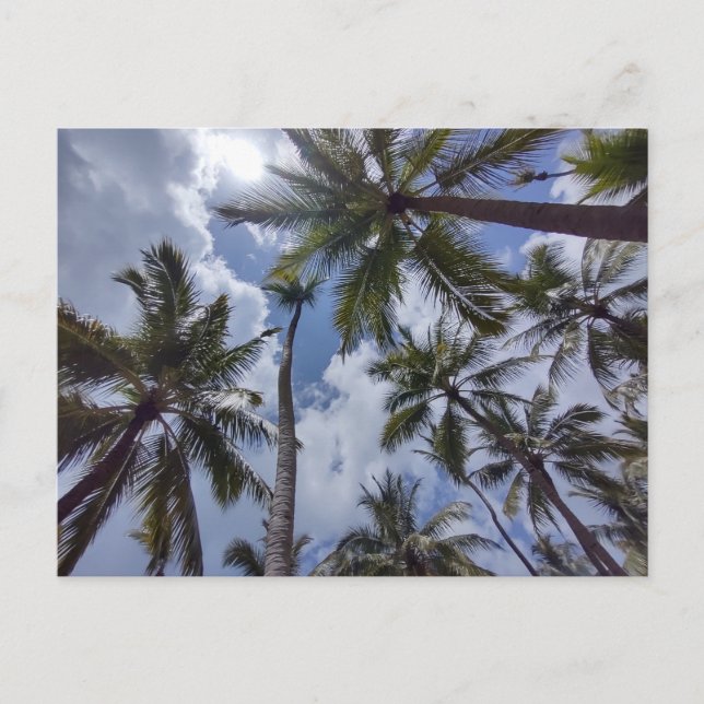 Cartão postal COCO PALMS nº 2 (Frente)