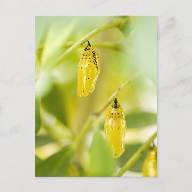 Cartão Postal Cocoon of Paper Kite Butterfly, Okinawa (Frente)