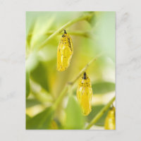 Cocoon of Paper Kite Butterfly, Okinawa